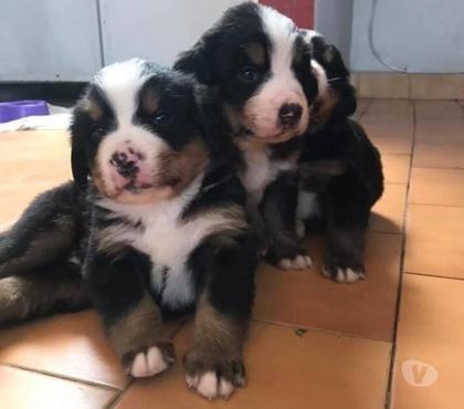 Perros en Venta Santiago Santiago - Fotos de Mascotas boyero de berna
