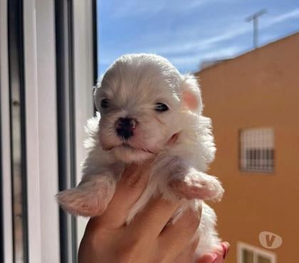Venta de Mascotas La Reina Santiago - Fotos de Maltés micro toy $120.000