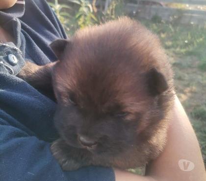 Venta de Mascotas Talca Talca - Fotos de Chow chow machos