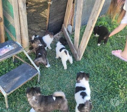 Venta de Mascotas Talca Talca - Fotos de Akitas americanos