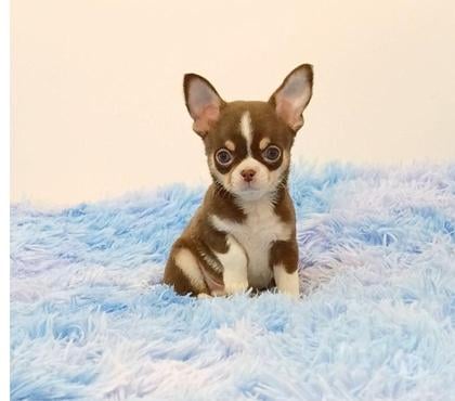 Perros en Venta Chillán Ñuble - Fotos de Chihuahua machos