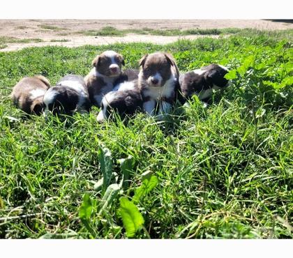 Mascotas en Venta Buin Maipo - Fotos de Preciosos cachorros border collie listos para entrega