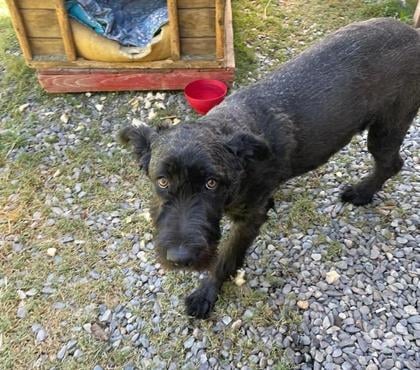 Adopción ed Animales La Pintana Santiago - Fotos de Se busca hogar para Batman