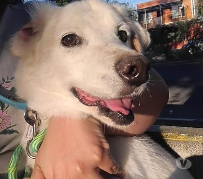 Mascotas Adopción Santiago Santiago - Fotos de Mezcla de Border Collie con Beagle, regalón♡