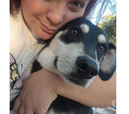Adopción ed Animales Santiago Santiago - Fotos de Hijo de Sabueso de Transilvania te espera!
