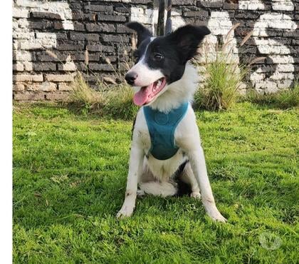 Mascotas en Venta Santiago Santiago - Fotos de REBAJADA Cachorra Border Collie 945929361