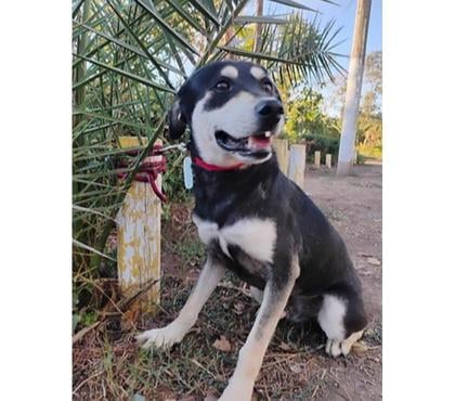 Mascotas Adopción Santiago Santiago - Fotos de POLICARPO, mezcla de Sabueso de Transilvania