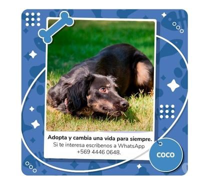 Adopción ed Animales La Reina Santiago - Fotos de Coco busca un hogar