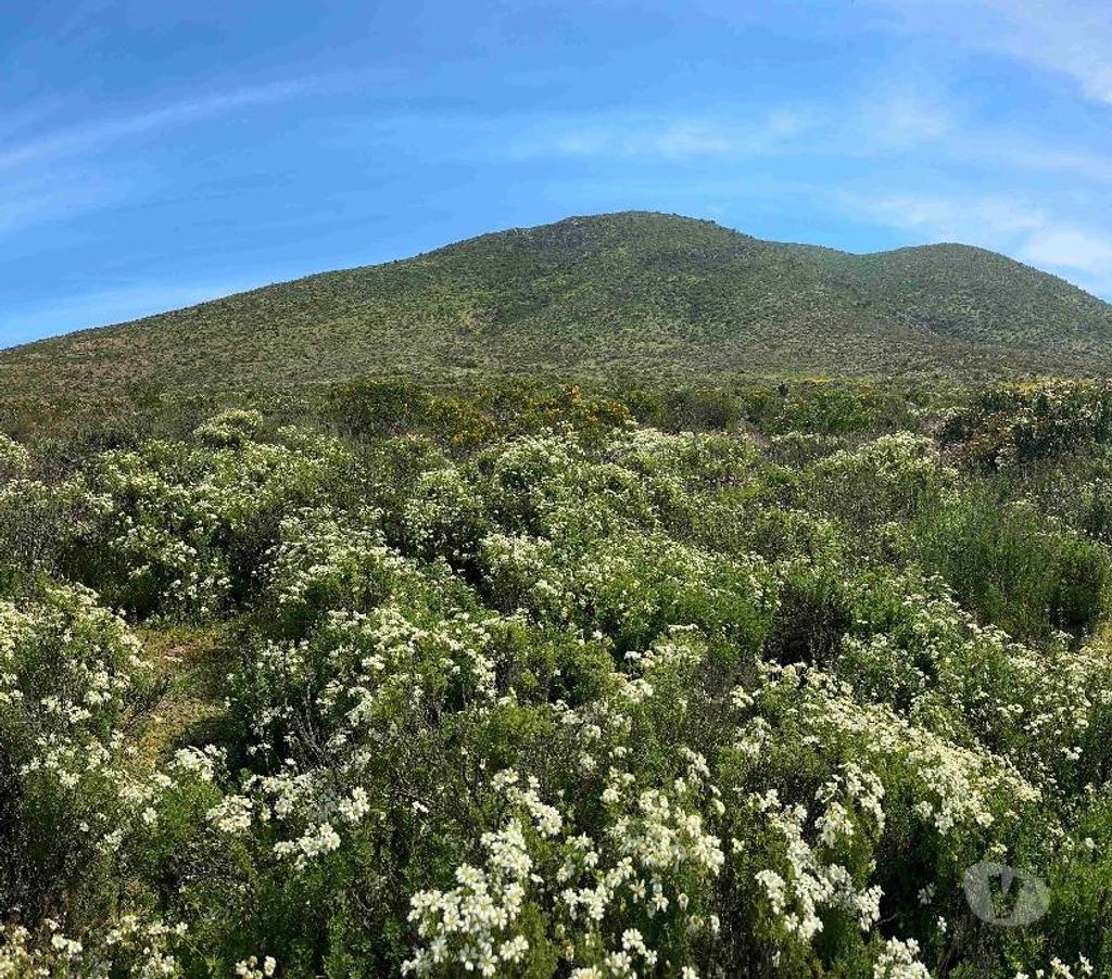 Parcelas en Venta Elqui Conquimbo - Fotos de Parcelas individuales o en conjunto dos o tres ROL Propio.