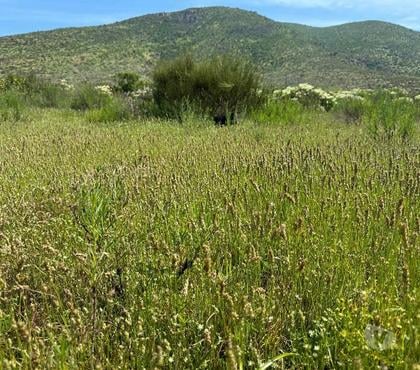 Parcelas Conquimbo Elqui - Fotos de Parcelas individuales o en conjunto dos o tres ROL Propio.