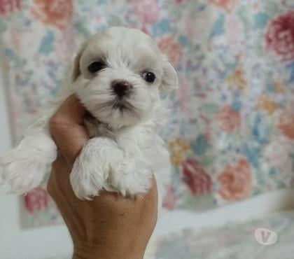 Perros en Venta Macul Santiago - Fotos de Poodle y maltés mini$120.000