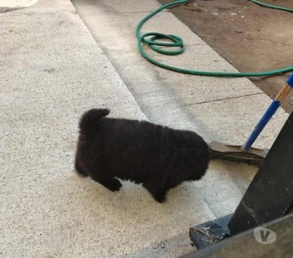 Gatos en Venta Los Ángeles Bío-Bío - Fotos de HERMOSA CHOW CHOW