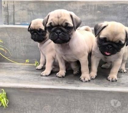 Perros en Venta Concepción Concepción - Fotos de Pug venta bellos