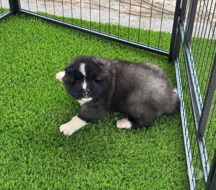 Perros en Venta Concepción Concepción - Fotos de Akita americano bellos