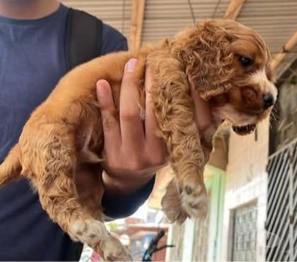 Gatos en Venta Concepción Concepción - Fotos de Cocker Spaniel adorables