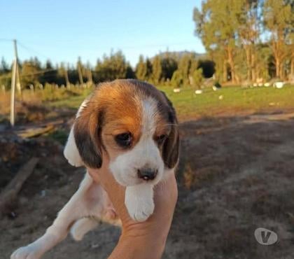 Mascotas en Venta Concepción Concepción - Fotos de Beagles bonitos