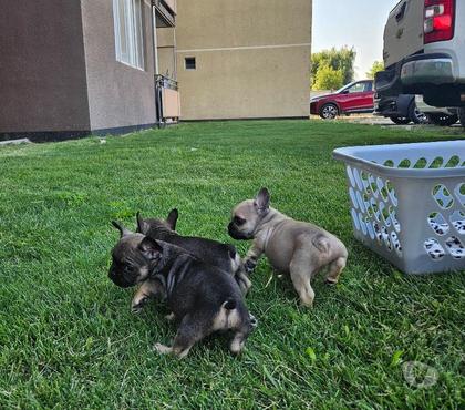 Perros en Venta Calera de Tango Maipo - Fotos de Hermosos bulldog francés de 2 meses