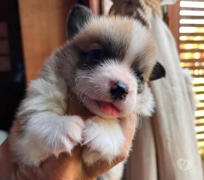 Gatos en Venta Santiago Santiago - Fotos de Corgi pembroke bellos
