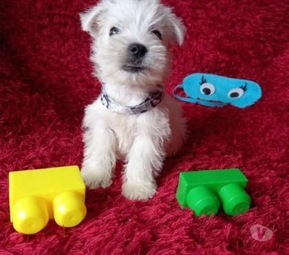 Mascotas en Venta Santiago Santiago - Fotos de imperdibles west higland