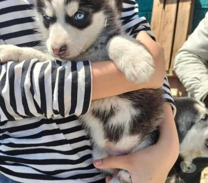 Mascotas en Venta Santiago Santiago - Fotos de Husky siberiano buscan hogar