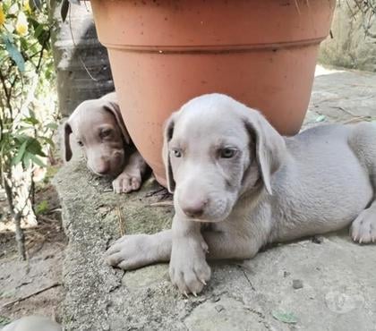 Perros en Venta Santiago Santiago - Fotos de Cachorros weimaraner