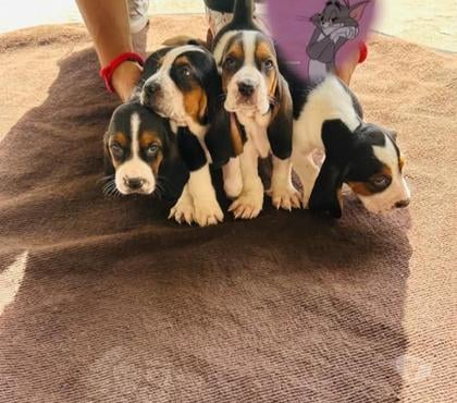 Mascotas en Venta Santiago Santiago - Fotos de Basset hound bellos
