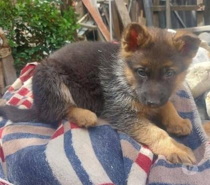 Perros en Venta Santiago Santiago - Fotos de Pastores alemán