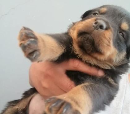 Gatos en Venta Santiago Santiago - Fotos de Cachorros rottweiler
