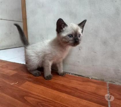 Perros en Venta Santiago Santiago - Fotos de Gatitos siamés bellos