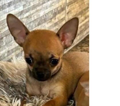 Mascotas en Venta Casablanca Valparaíso - Fotos de Chihuaha Cabeza de manzana Miniatura