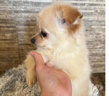 Mascotas en Venta Casablanca Valparaíso - Fotos de Chihuaha pelo largo