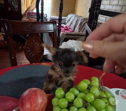 Perros en Venta El Bosque Santiago - Fotos de Bebé yorkshire mini toy papá a la vista