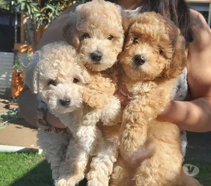 Perros en Venta Villa Alemana Valparaíso - Fotos de Hermosos poodle apricot .villa alemana,valparaiso