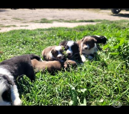 Gatos en Venta Buin Maipo - Fotos de Lindos cachorros border collie