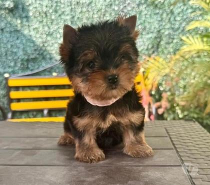 Perros en Venta Concepción Concepción - Fotos de Mascotas Yorkshire toy