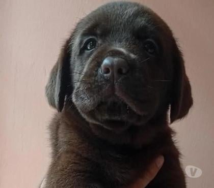 Perros en Venta Concepción Concepción - Fotos de Cachorros labradores chocolate