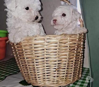 Venta de Mascotas Curicó Curicó - Fotos de Cachorros poodle toy