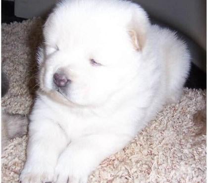 Gatos en Venta Talca Talca - Fotos de Chow Chow cremita