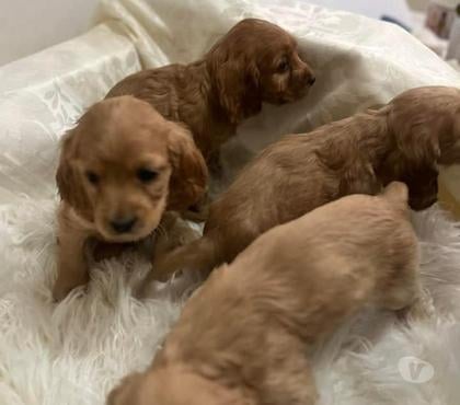 Venta de Mascotas Curicó Curicó - Fotos de Cocker Spaniel padres ala visita