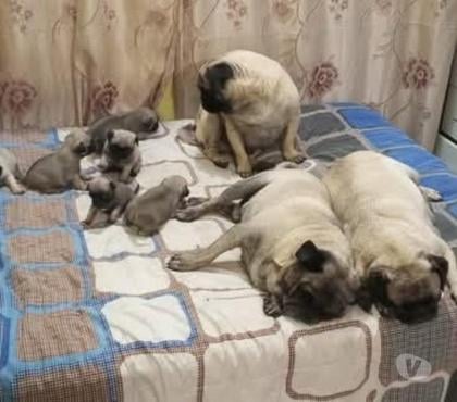 Perros en Venta Valdivia Valdivia - Fotos de Lindos Pug Carlino