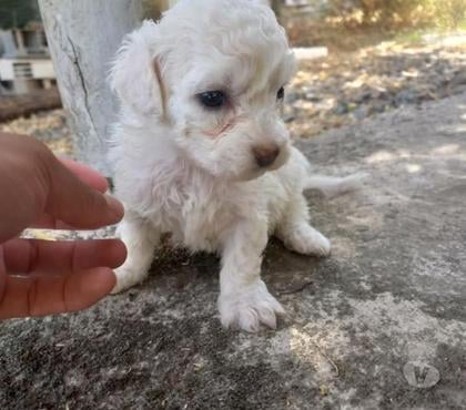 Mascotas en Venta Valdivia Valdivia - Fotos de Poodle toys Bonitos