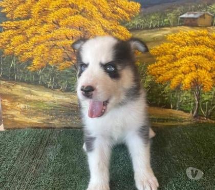 Mascotas en Chile Temuco Cautín - Fotos de Husky siberiano