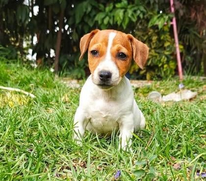 Mascotas en Venta Temuco Cautín - Fotos de Jack Russell bellos