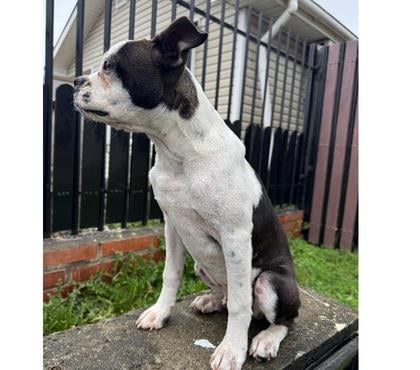 Perros en Venta Puerto Varas Llanquihue - Fotos de Cachorro Boston terrier
