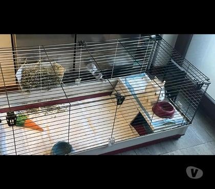 Mascotas en Venta Peñalolén Santiago - Fotos de Se venden dos conejitos enanos holandeses con jaula cada un