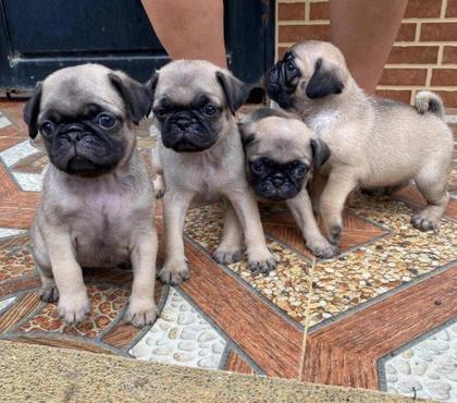 Mascotas en Venta Santiago Santiago - Fotos de Cachorritos Pug