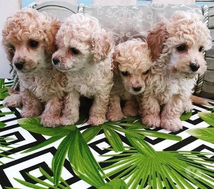 Gatos en Venta Santiago Santiago - Fotos de Cachorritos Poodle toy
