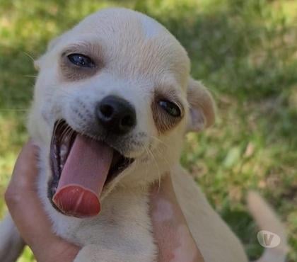 Venta de Mascotas Santiago Santiago - Fotos de Cachorritos chihuahua