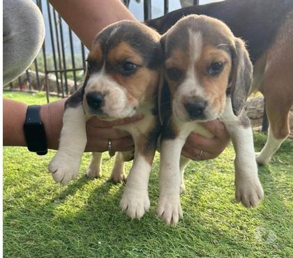 Gatos en Venta Santiago Santiago - Fotos de Cachorritos beagles
