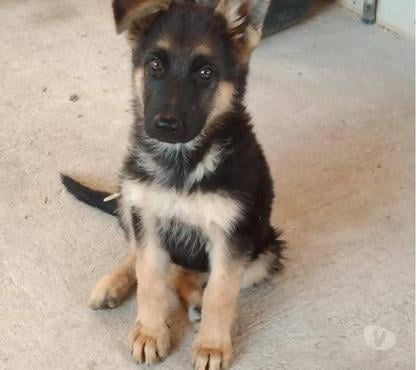 Venta de Mascotas Santiago Santiago - Fotos de Cachorritos pastor alemán